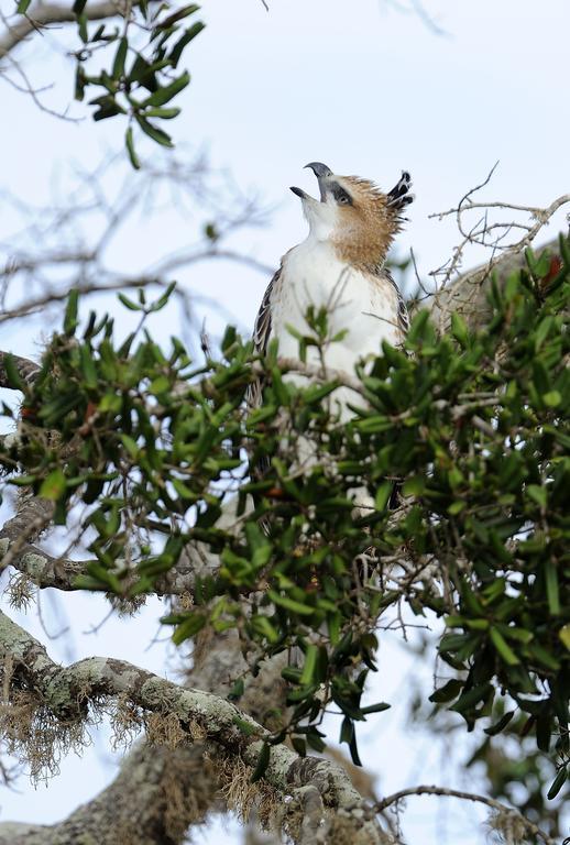 מלון יאלה Kulu Safaris מראה חיצוני תמונה