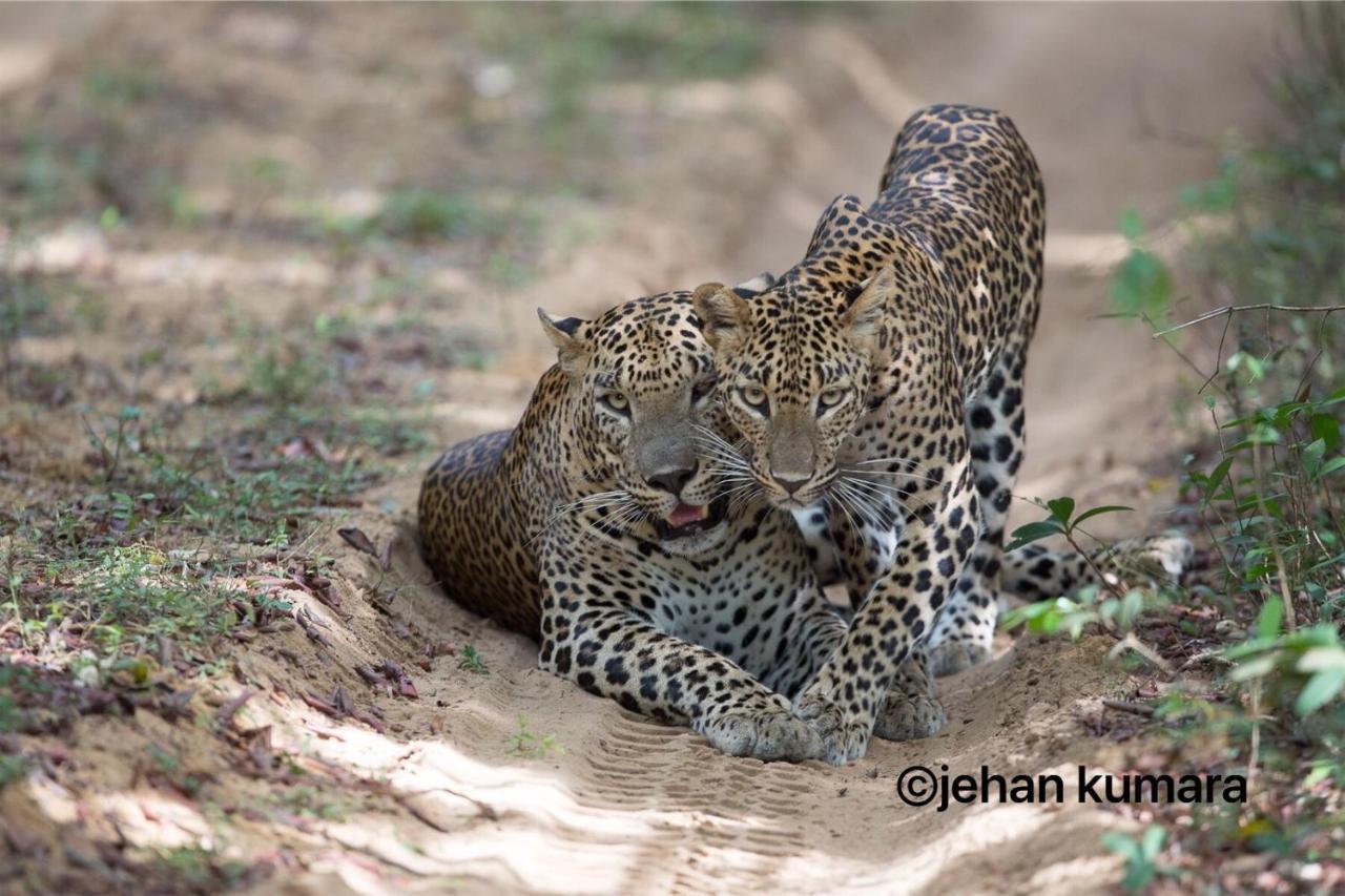 מלון יאלה Kulu Safaris מראה חיצוני תמונה